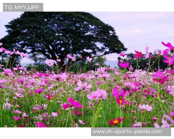 十月庆生，岁月如歌，热爱生活的每一天依然闪耀光芒